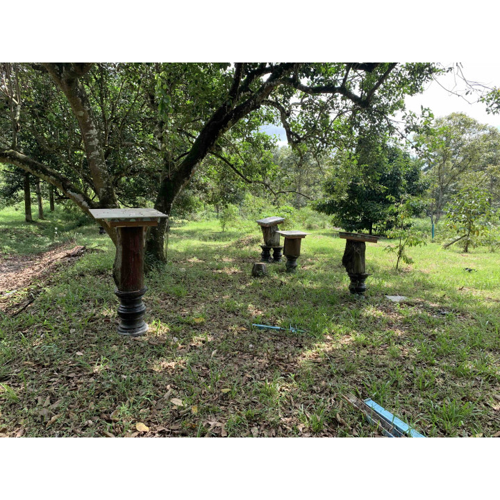 Pure Trigona Itama stingless Bee Honey Species 300 gram